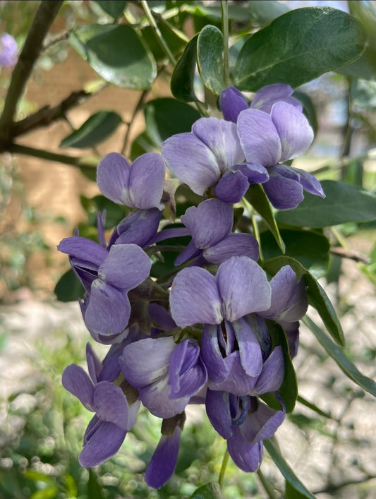 TEXAS MOUNTAIN LAUREL