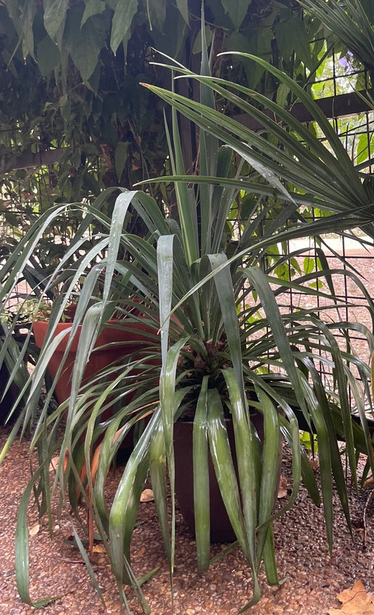 SOFTLEAF YUCCA