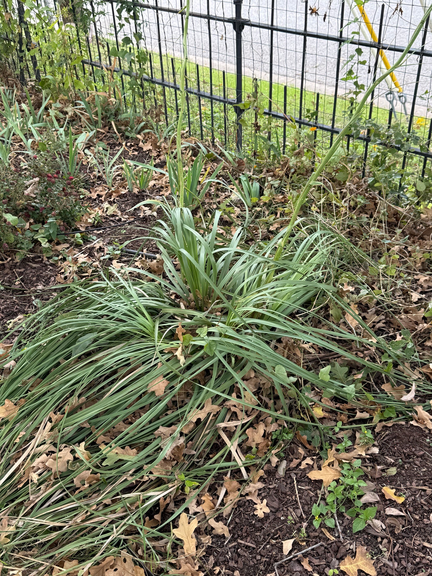 NOLINA - LINDHEIMER'S