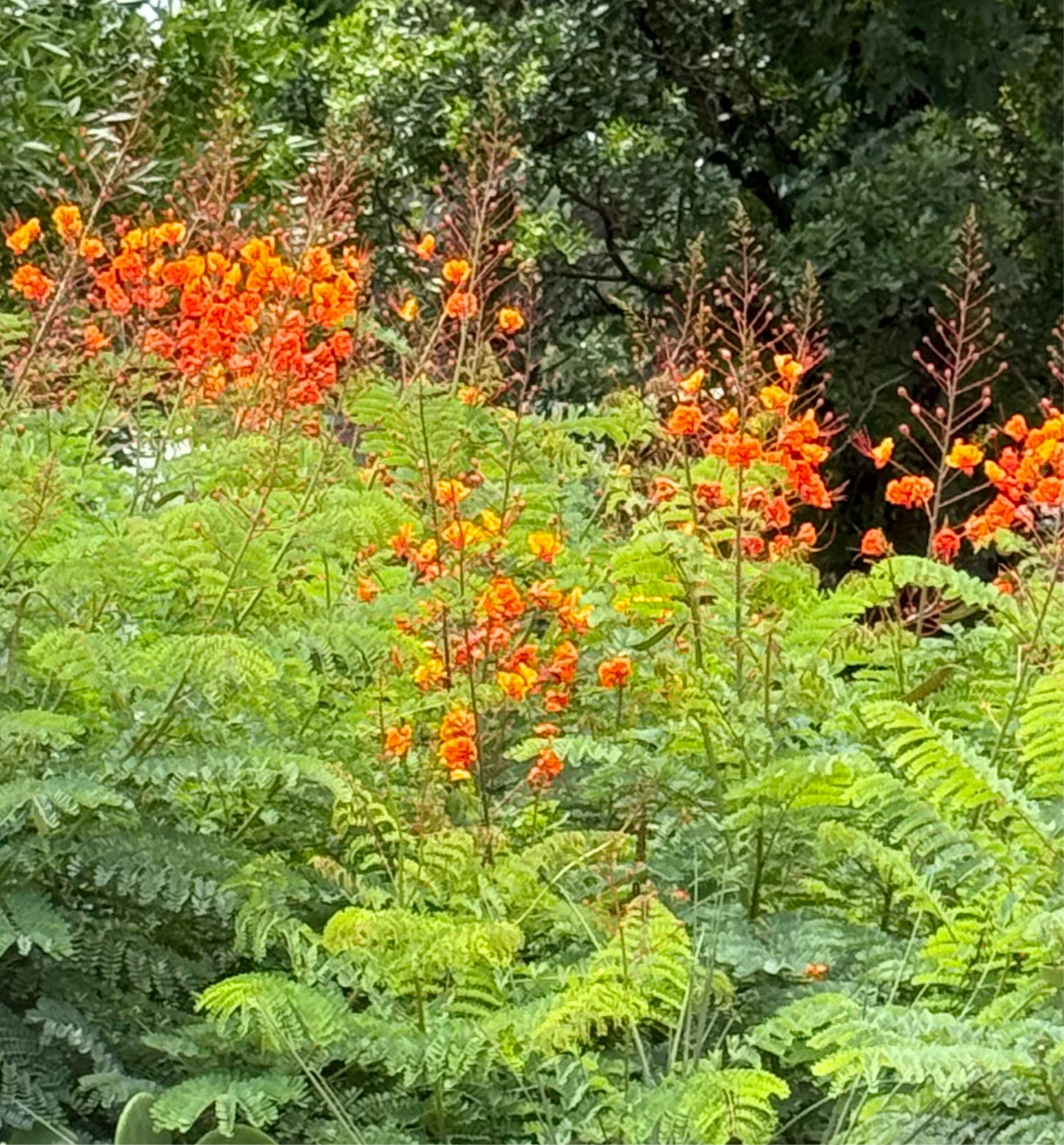 PRIDE OF BARBADOS