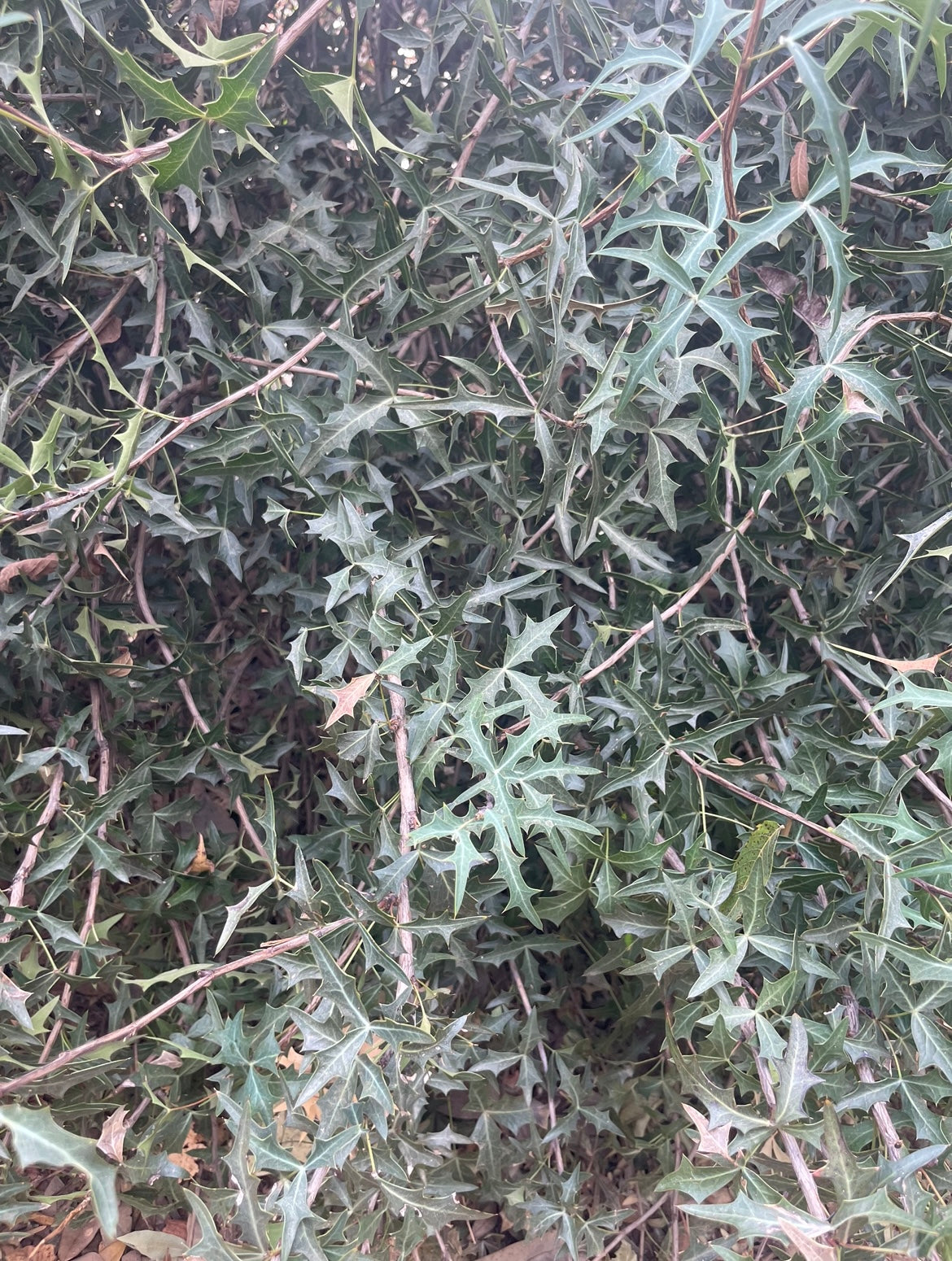 AGARITA
