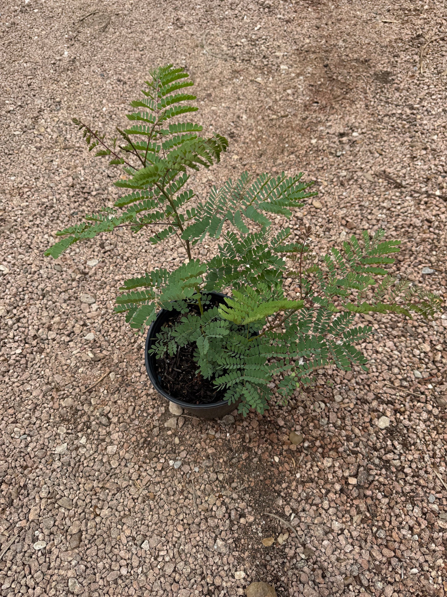PRIDE OF BARBADOS