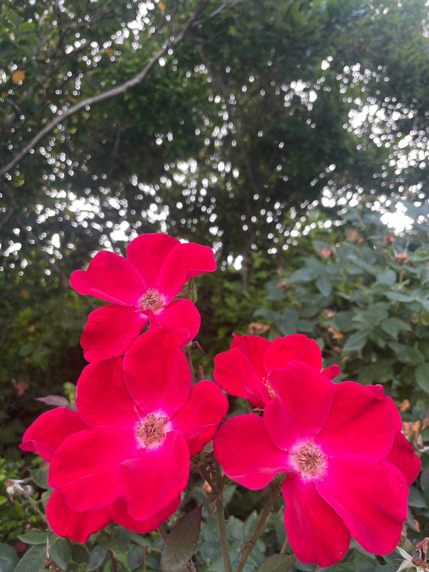 'MARTHA GONZALES' ROSE