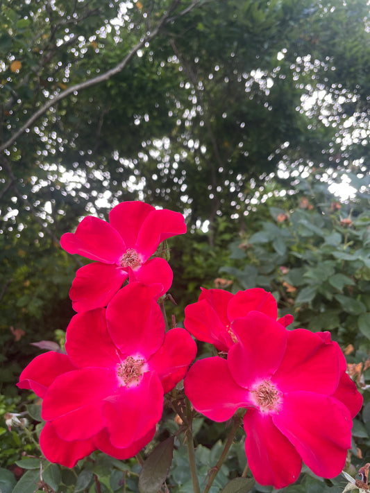 'MARTHA GONZALES' ROSE