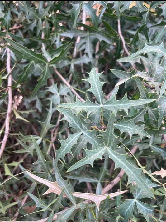 AGARITA