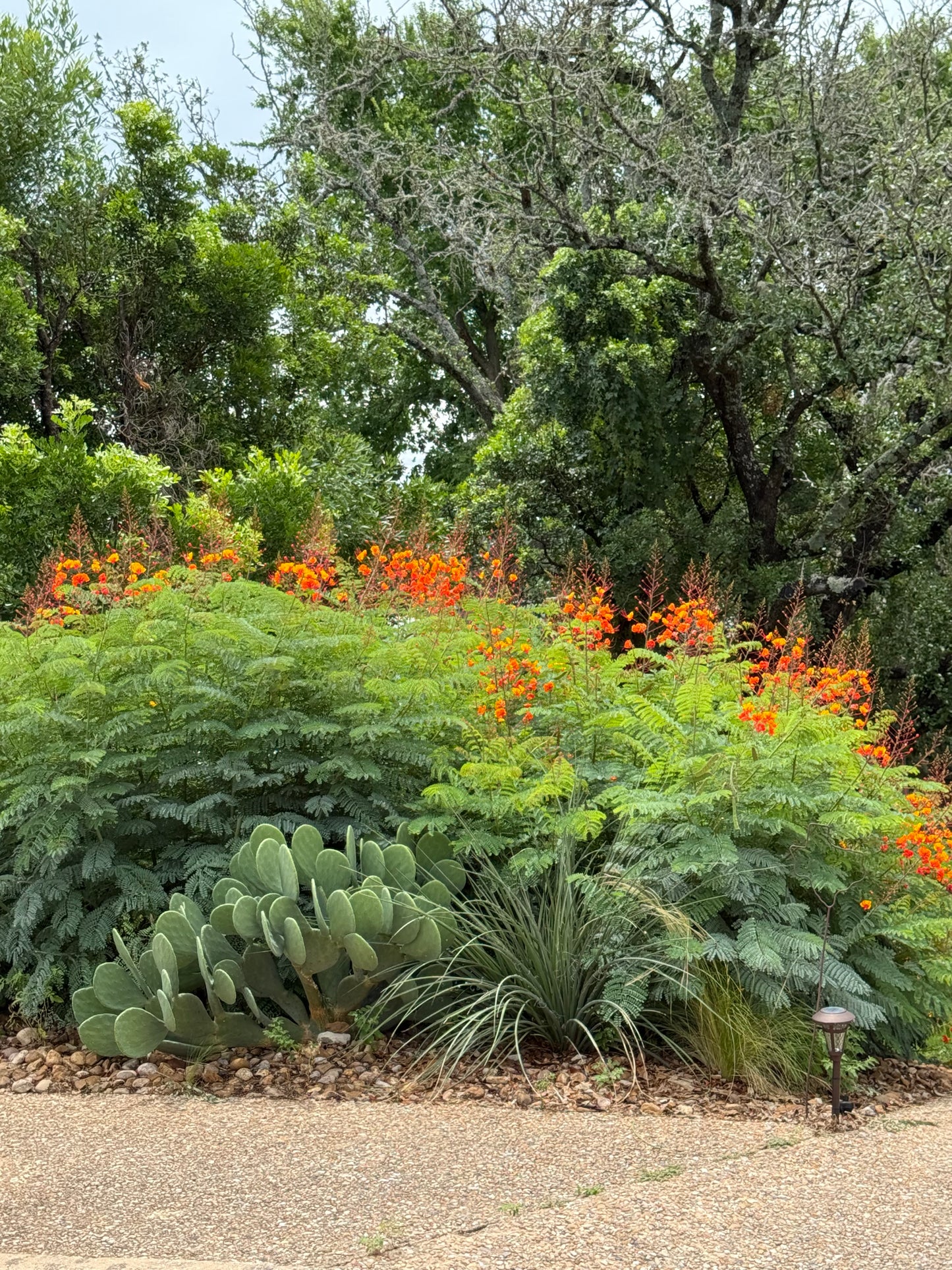 PRIDE OF BARBADOS
