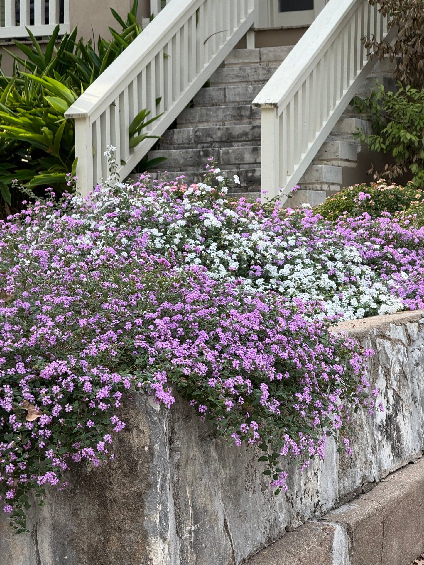 WHITE TRAILING LANTANA