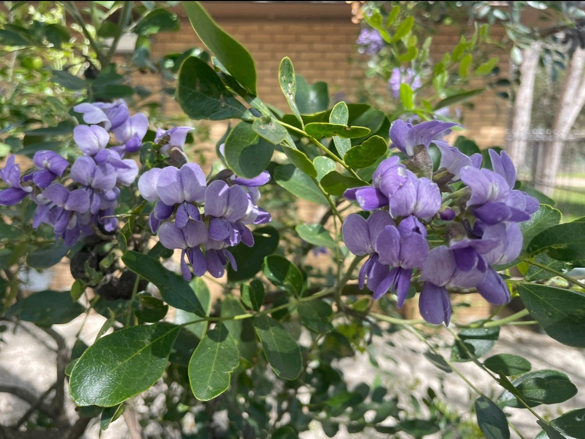 TEXAS MOUNTAIN LAUREL