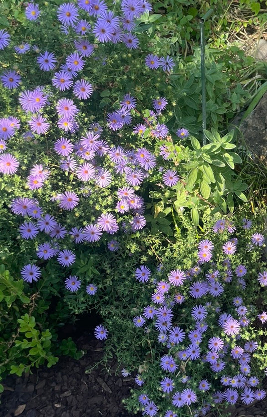 FALL ASTER