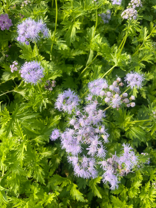 MIST FLOWER, GREGG'S