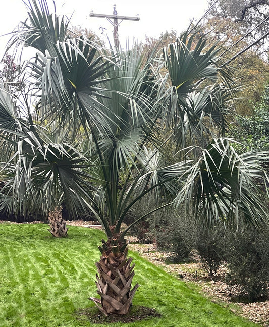 TEXAS SABAL PALM