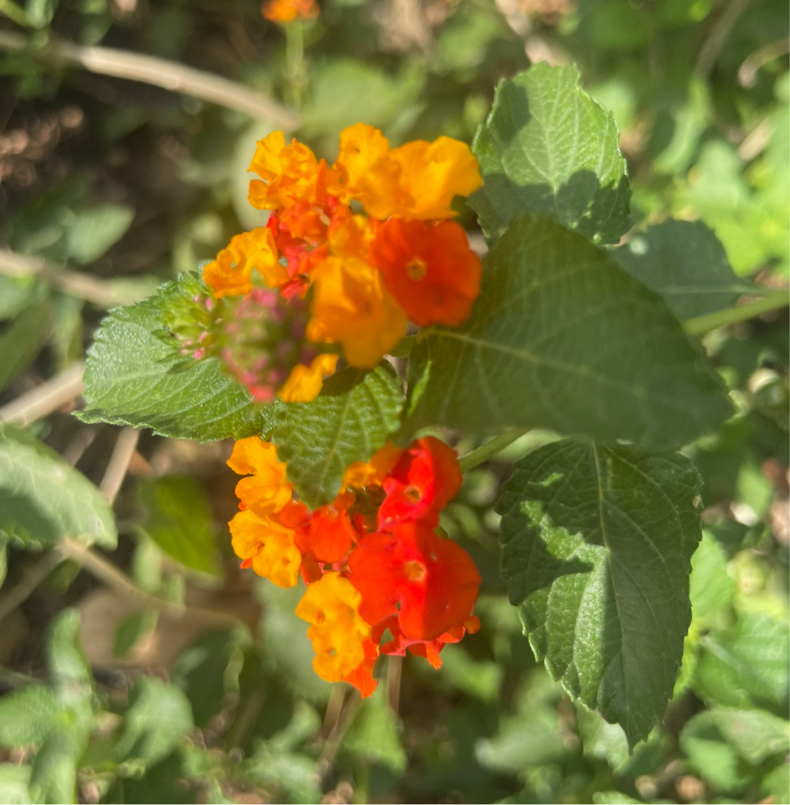 TEXAS, LANTANA