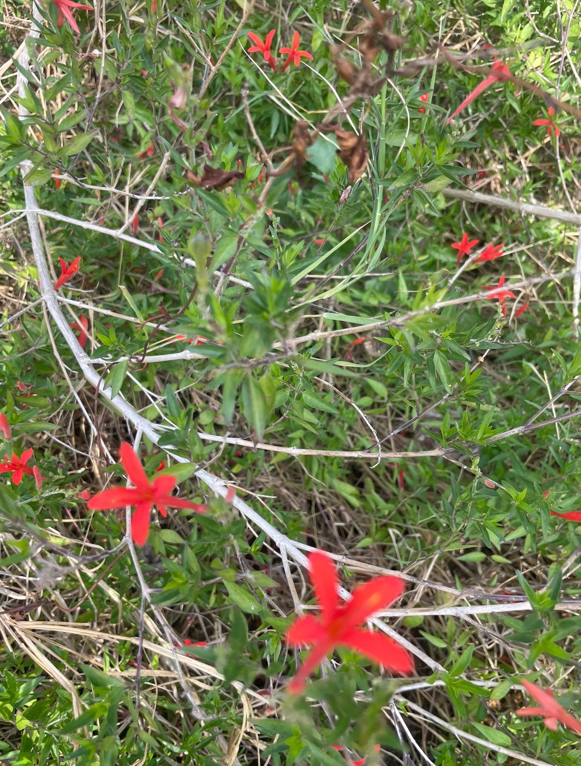 FLAME ACANTHUS