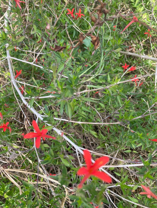FLAME ACANTHUS