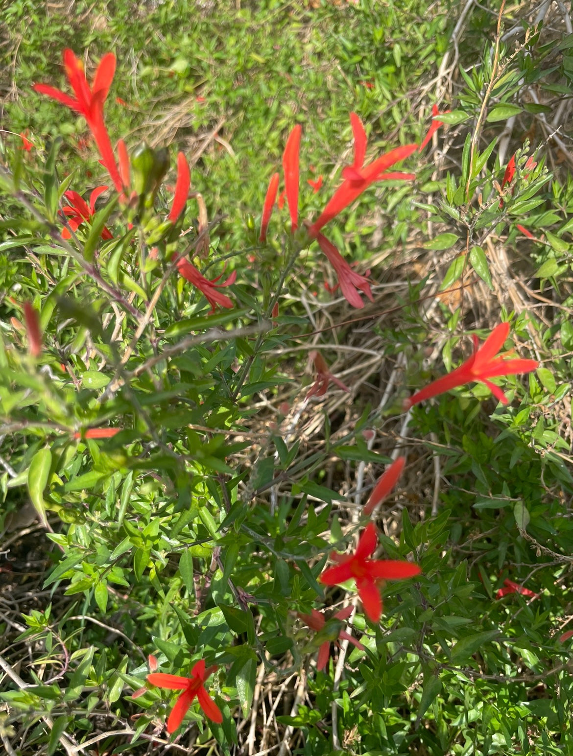 FLAME ACANTHUS