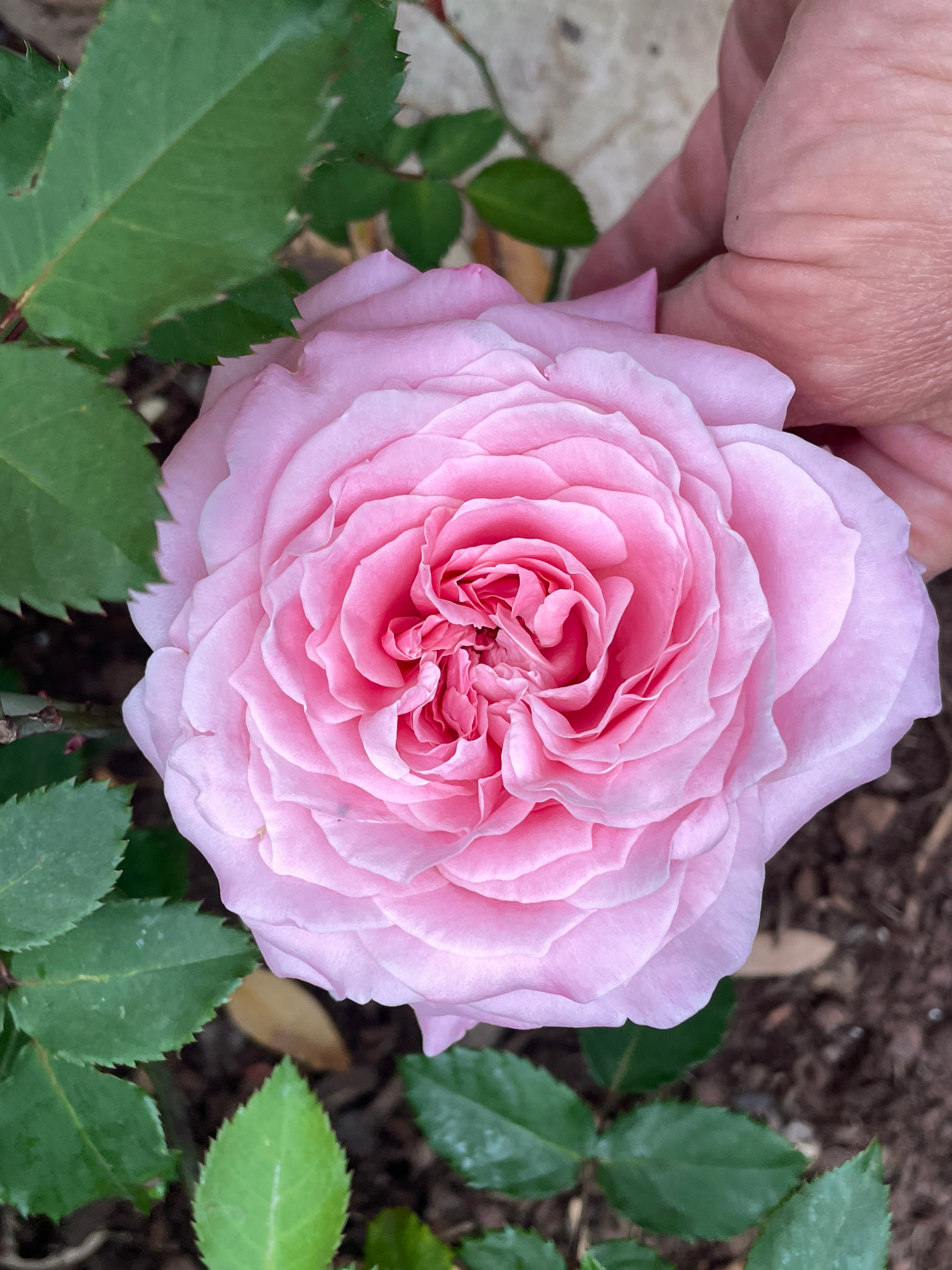 thumbnail image 2 of Belindas Dream Heirloom Rose Bush – Fragrant Double Pink, Cold Hardy, Perpetual 2 of 2
