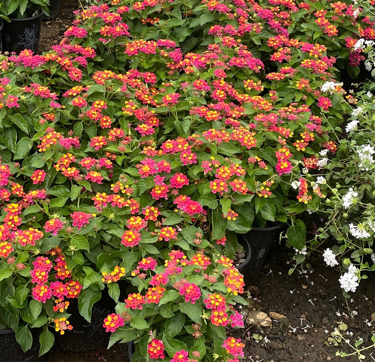 LANTANA 'ANN MARIE'