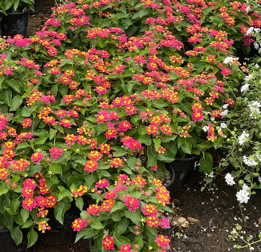 LANTANA 'ANN MARIE'
