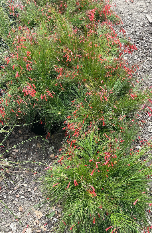 FIRECRACKER FERN