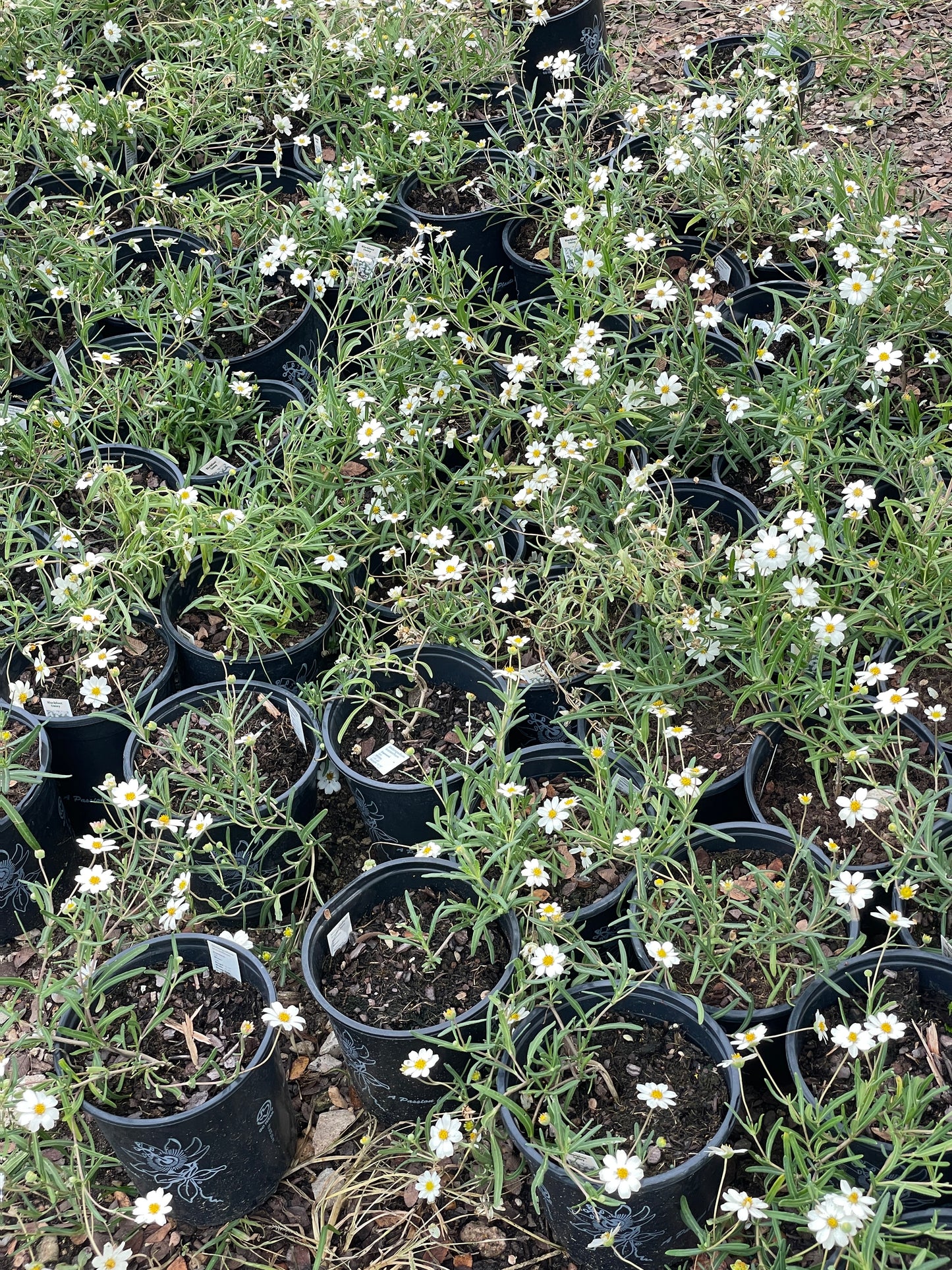 BLACKFOOT DAISY
