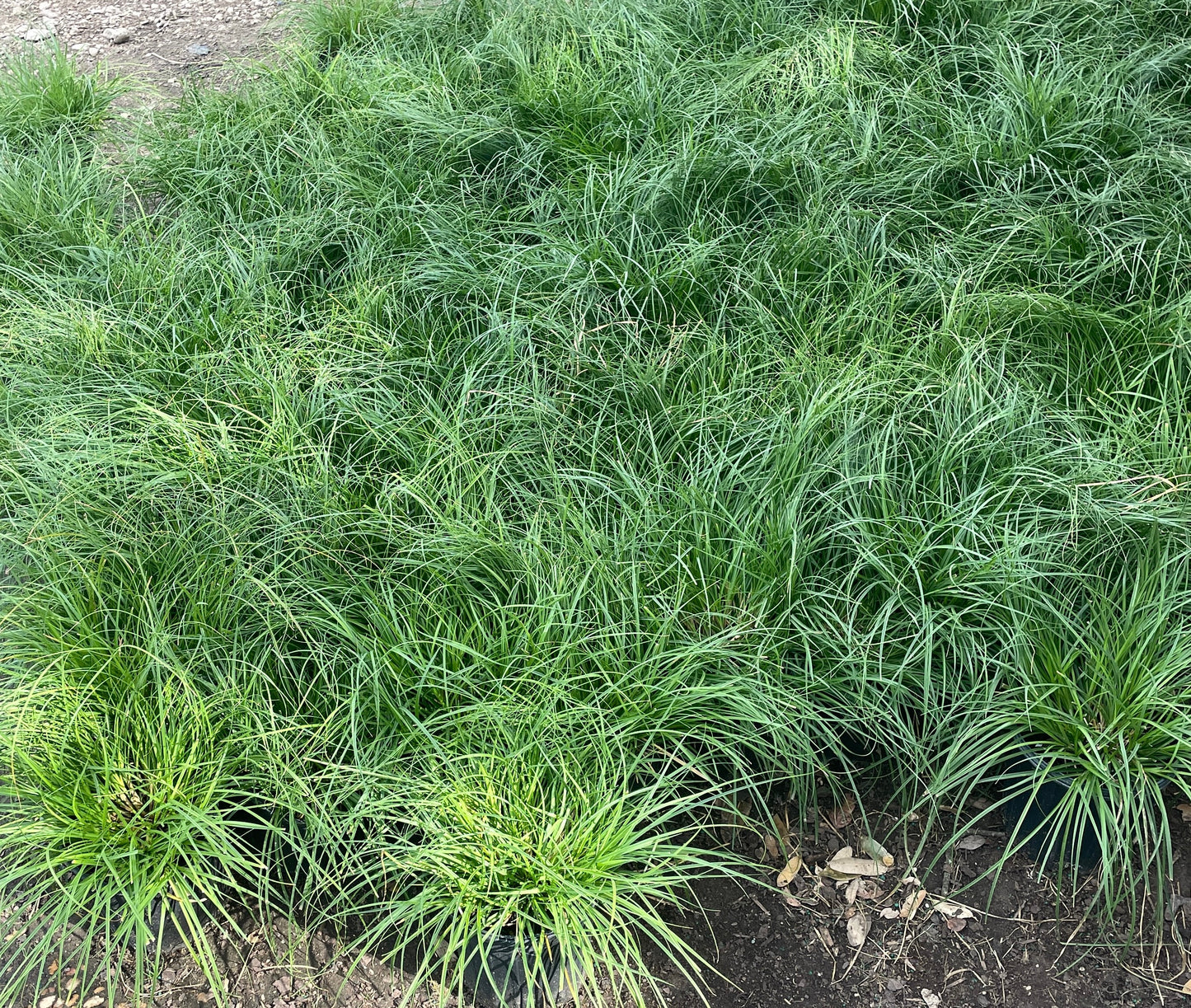 BERKELEY SEDGE