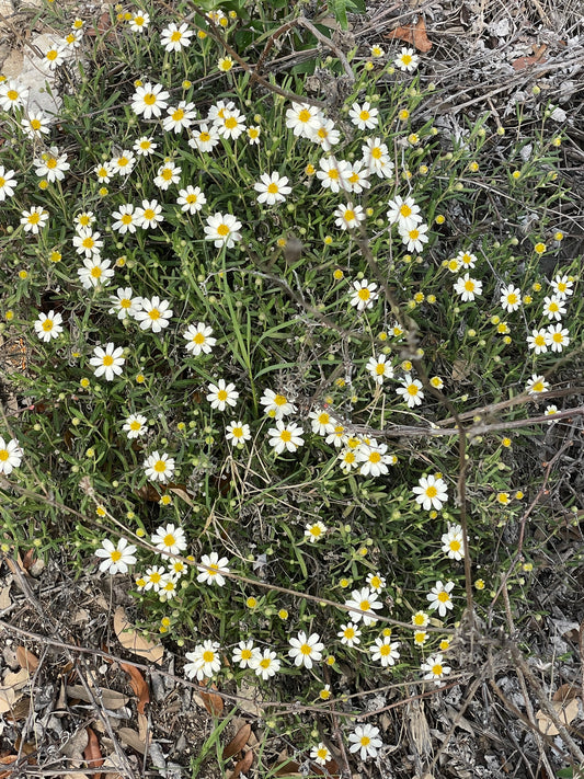 BLACKFOOT DAISY