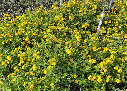 NEW GOLD LANTANA