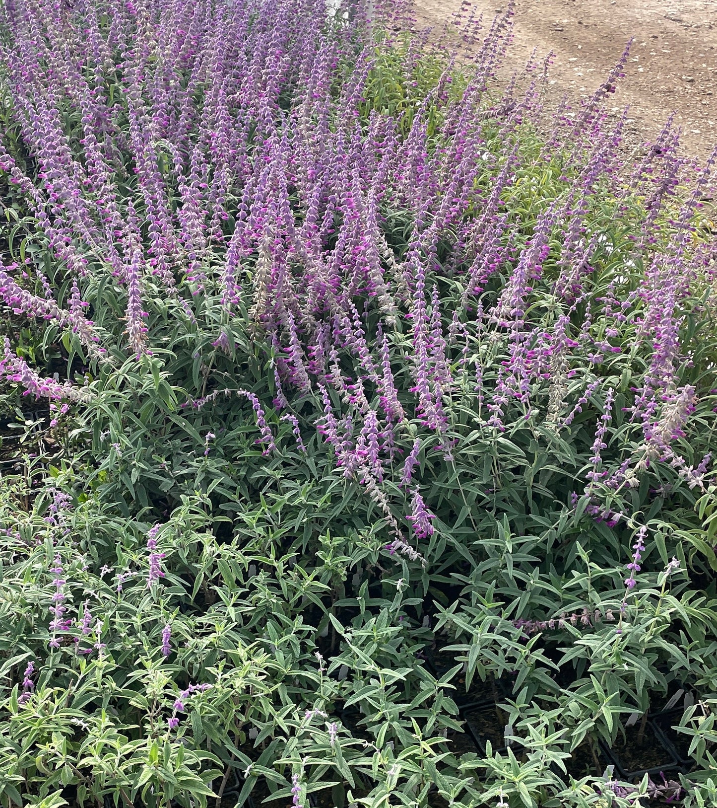 MEXICAN BUSH SAGE