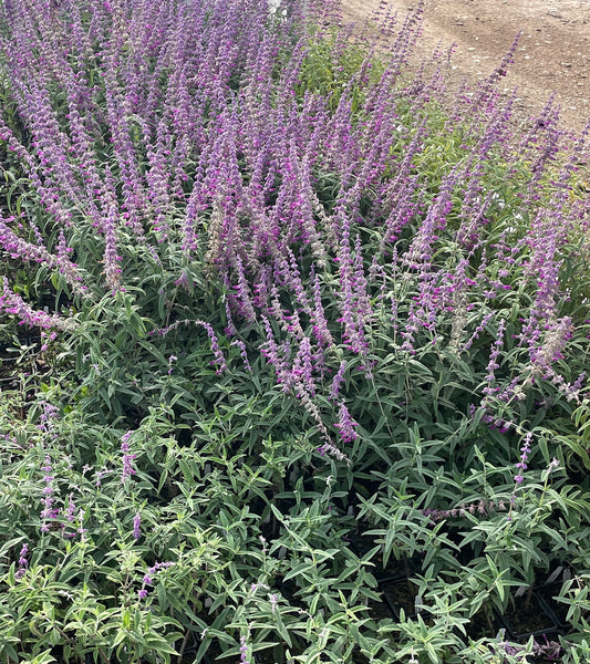 MEXICAN BUSH SAGE