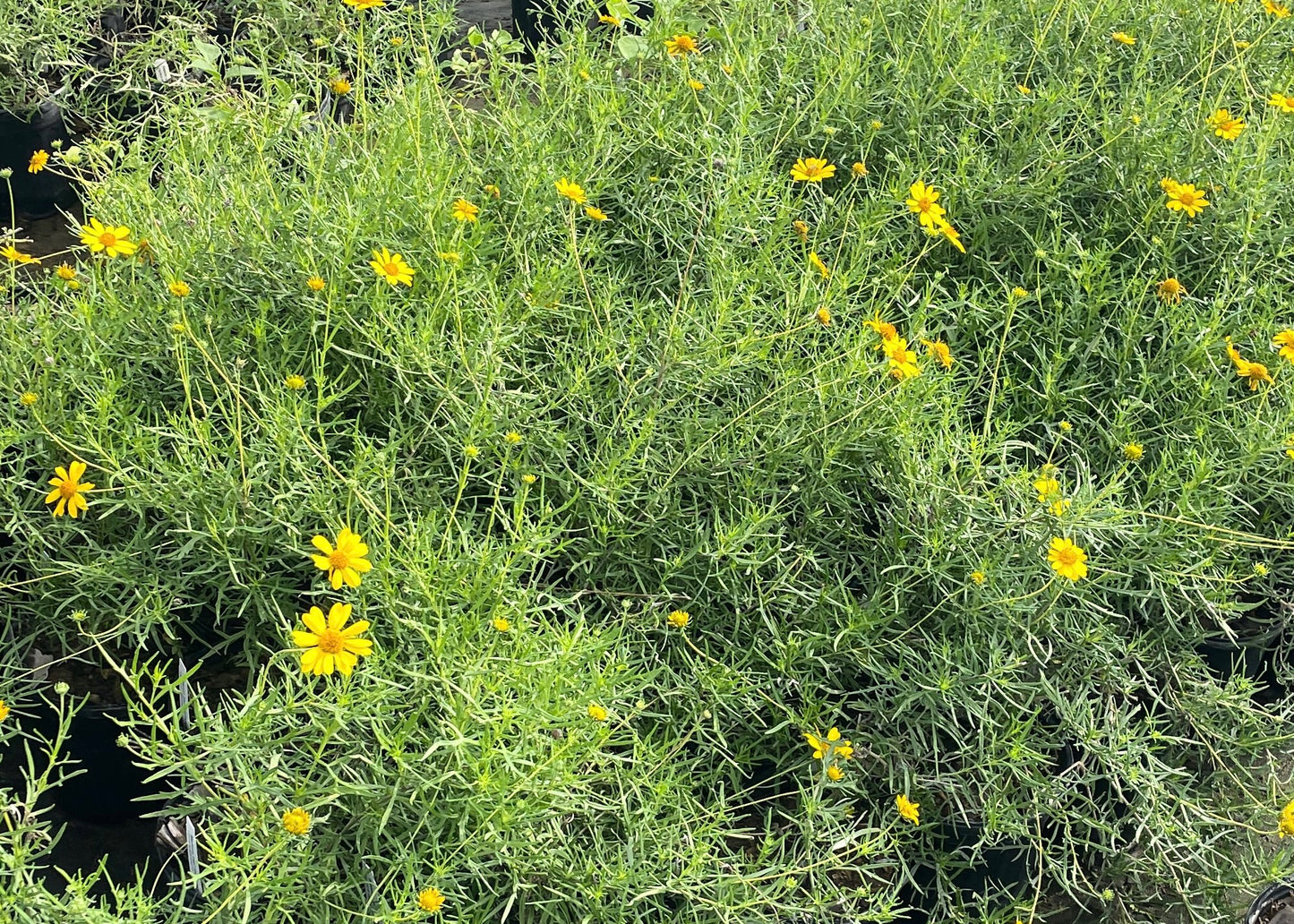 SKELETONLEAF GOLDENEYE