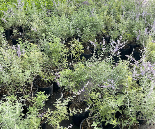 SAGE, RUSSIAN