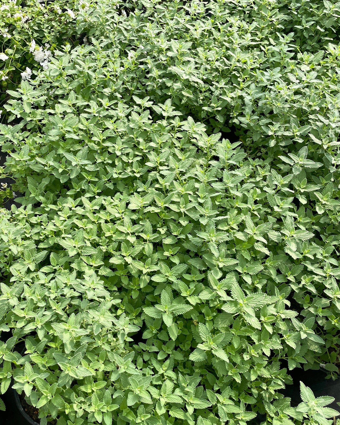 CATMINT 'WALKER'S LOW'