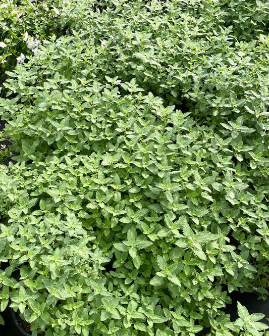 CATMINT 'WALKER'S LOW'