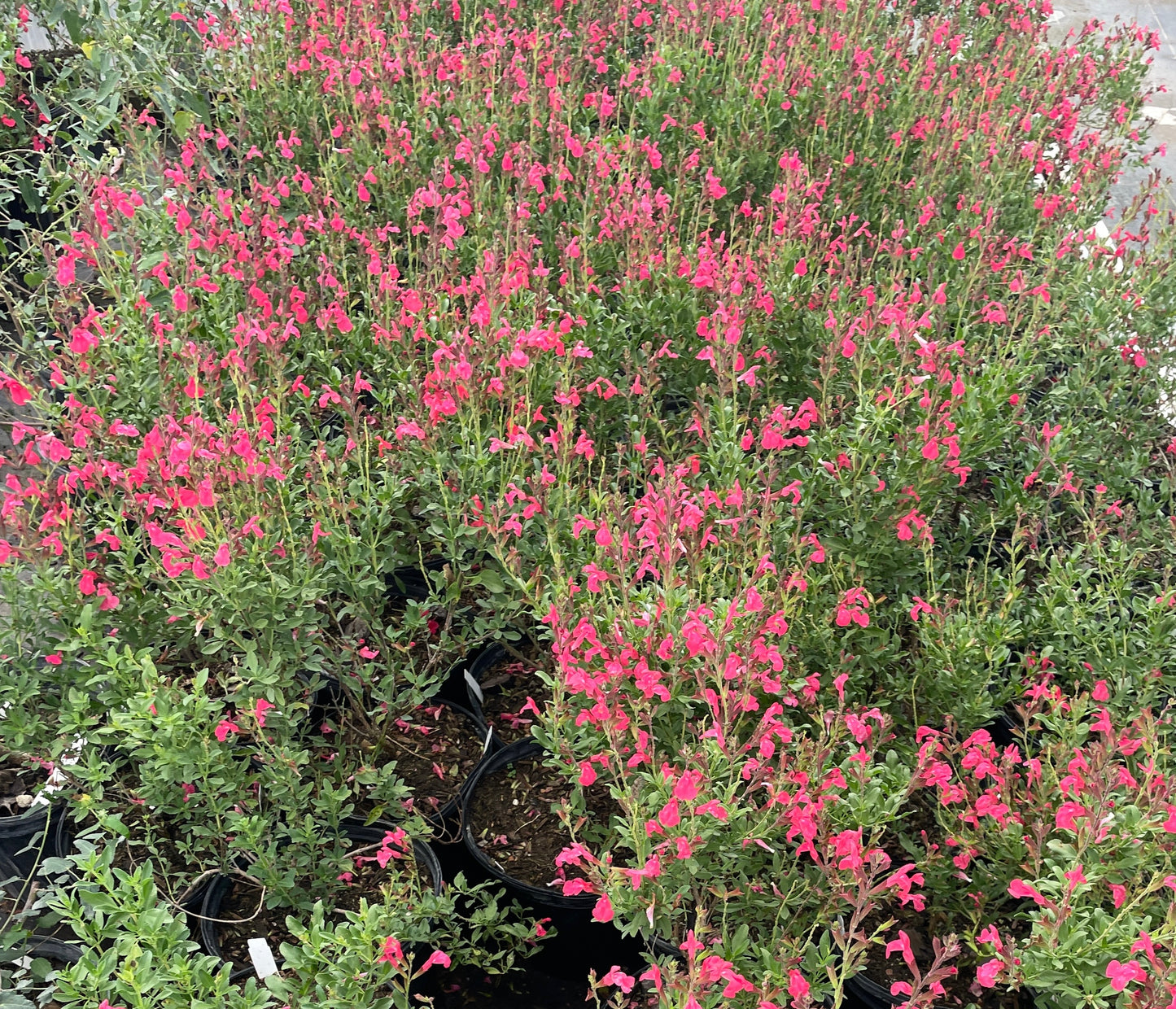 SALVIA GREGGII, PINK