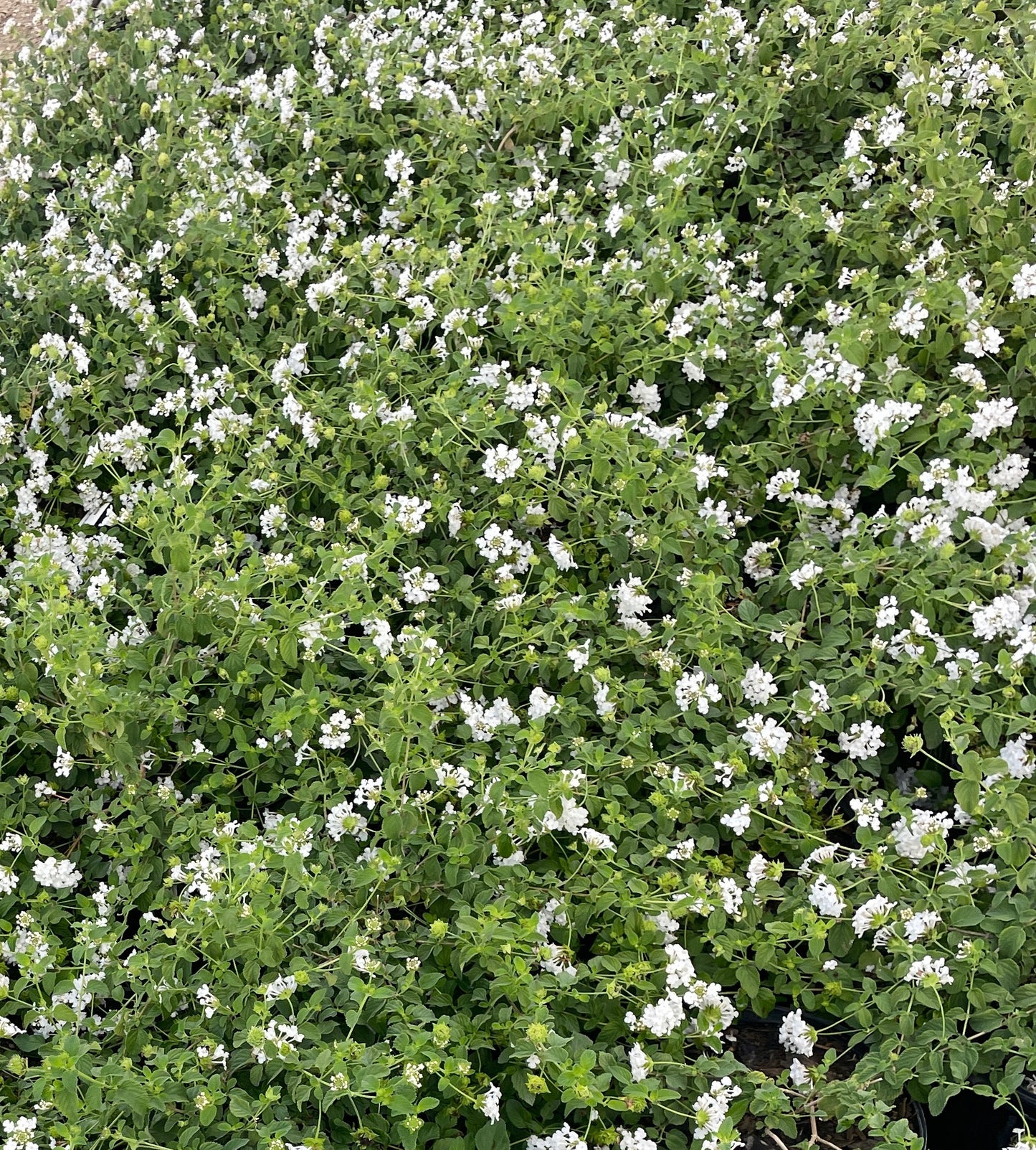 WHITE TRAILING LANTANA