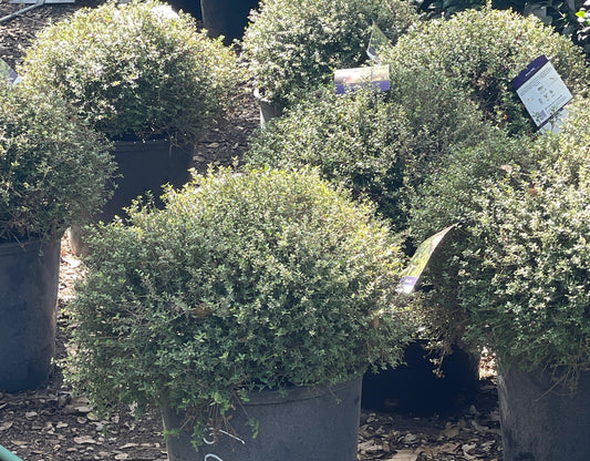 YAUPON HOLLY, DWARF