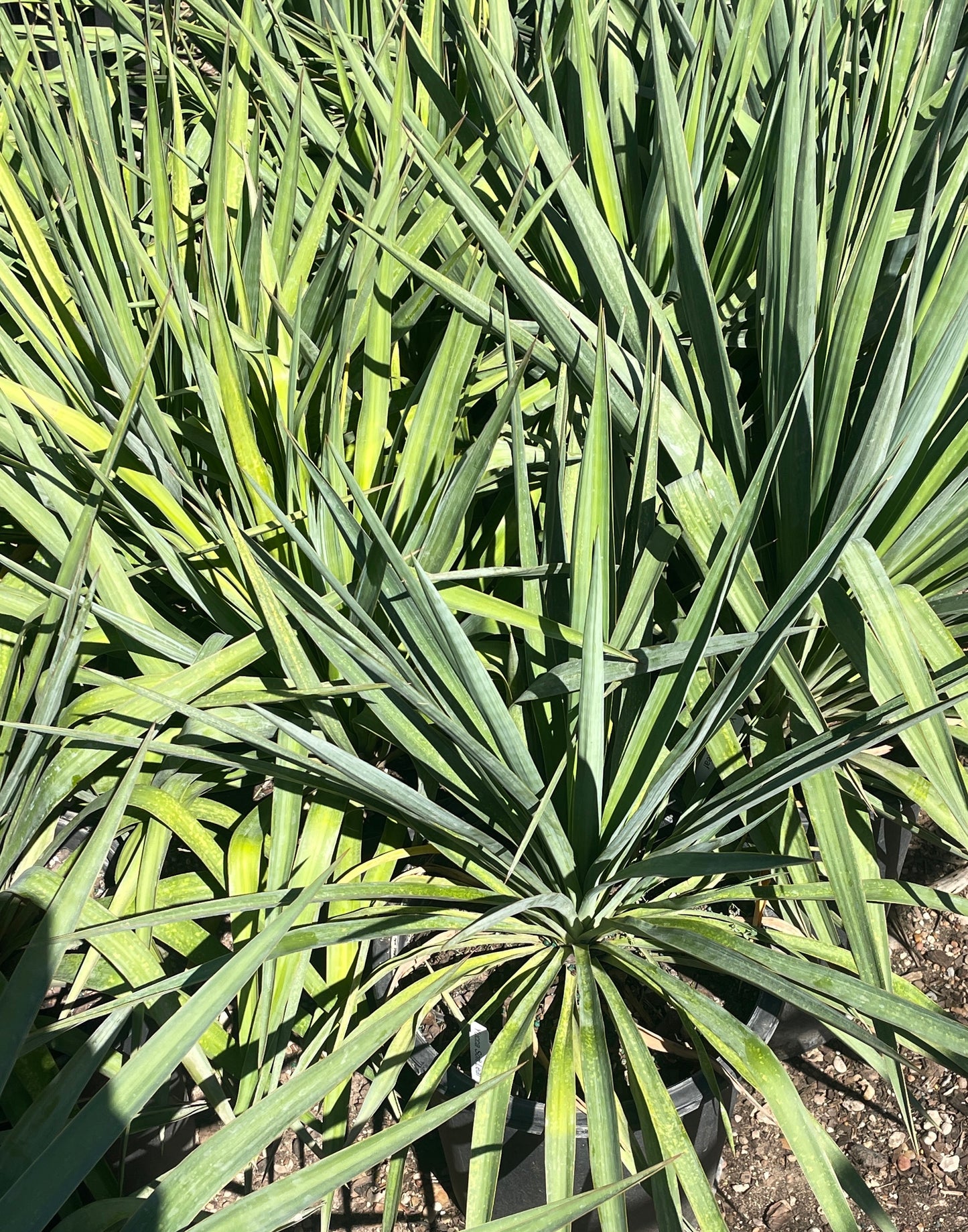 SOFTLEAF YUCCA