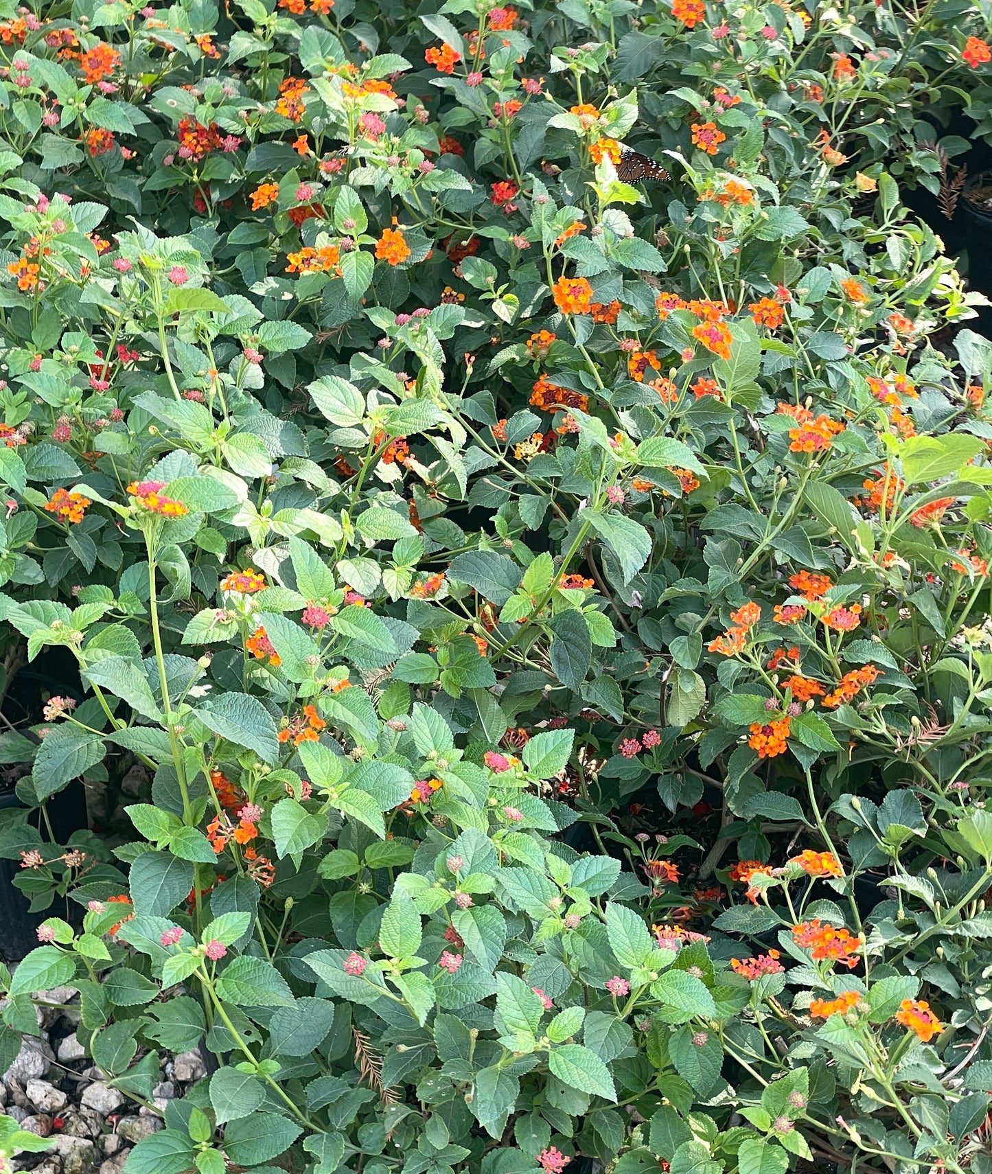 TEXAS, LANTANA