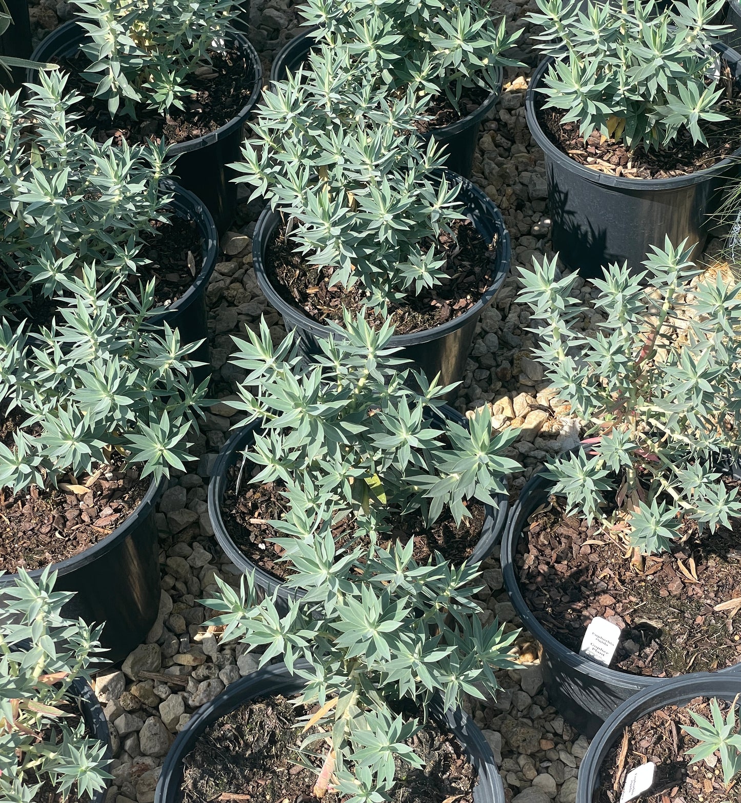 GOPHER PLANT