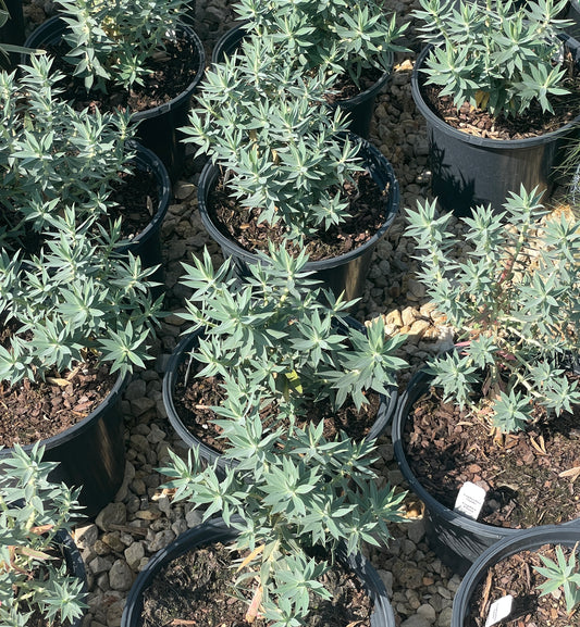 GOPHER PLANT