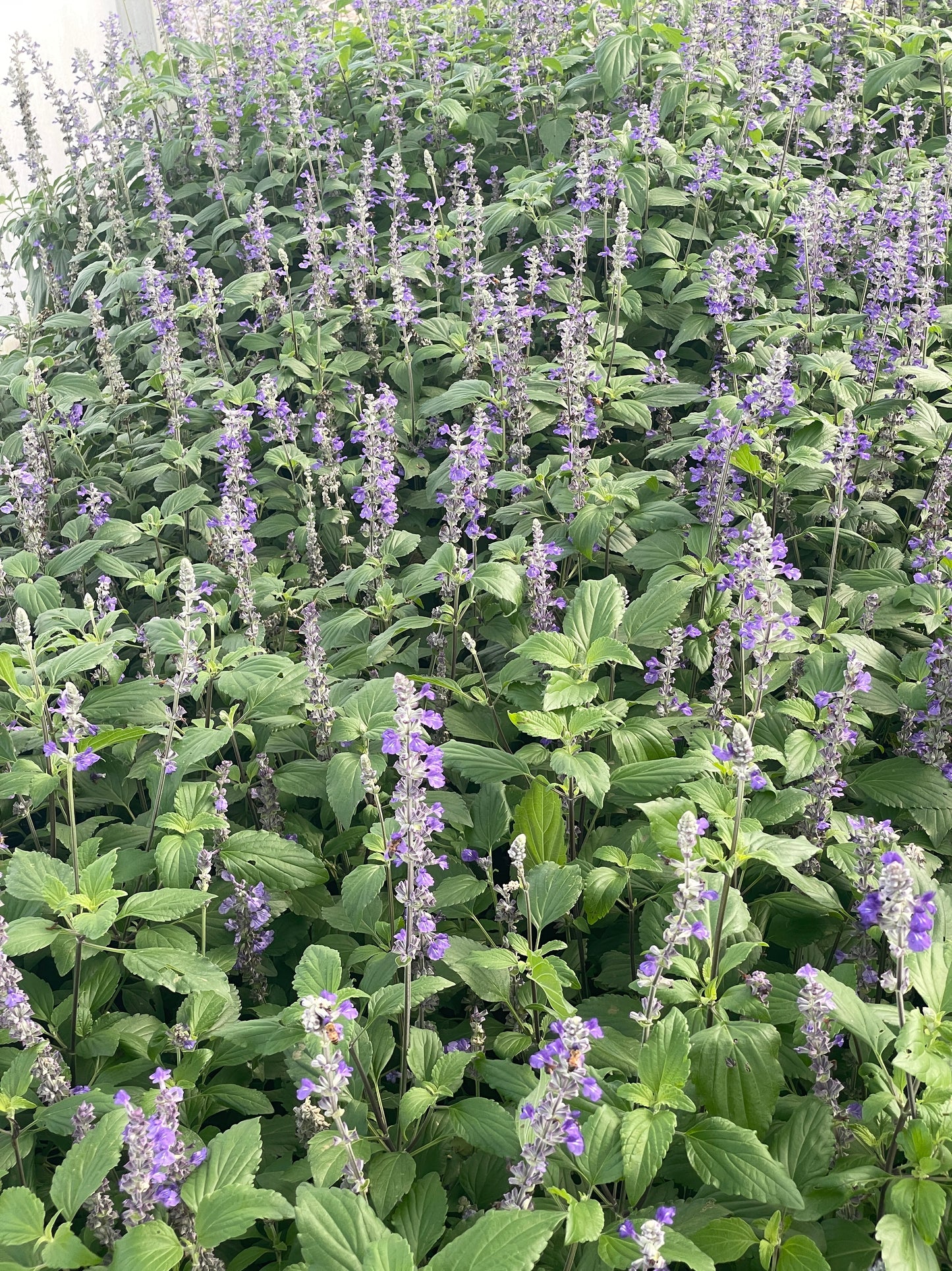 SALVIA 'INDIGO SPIRES'