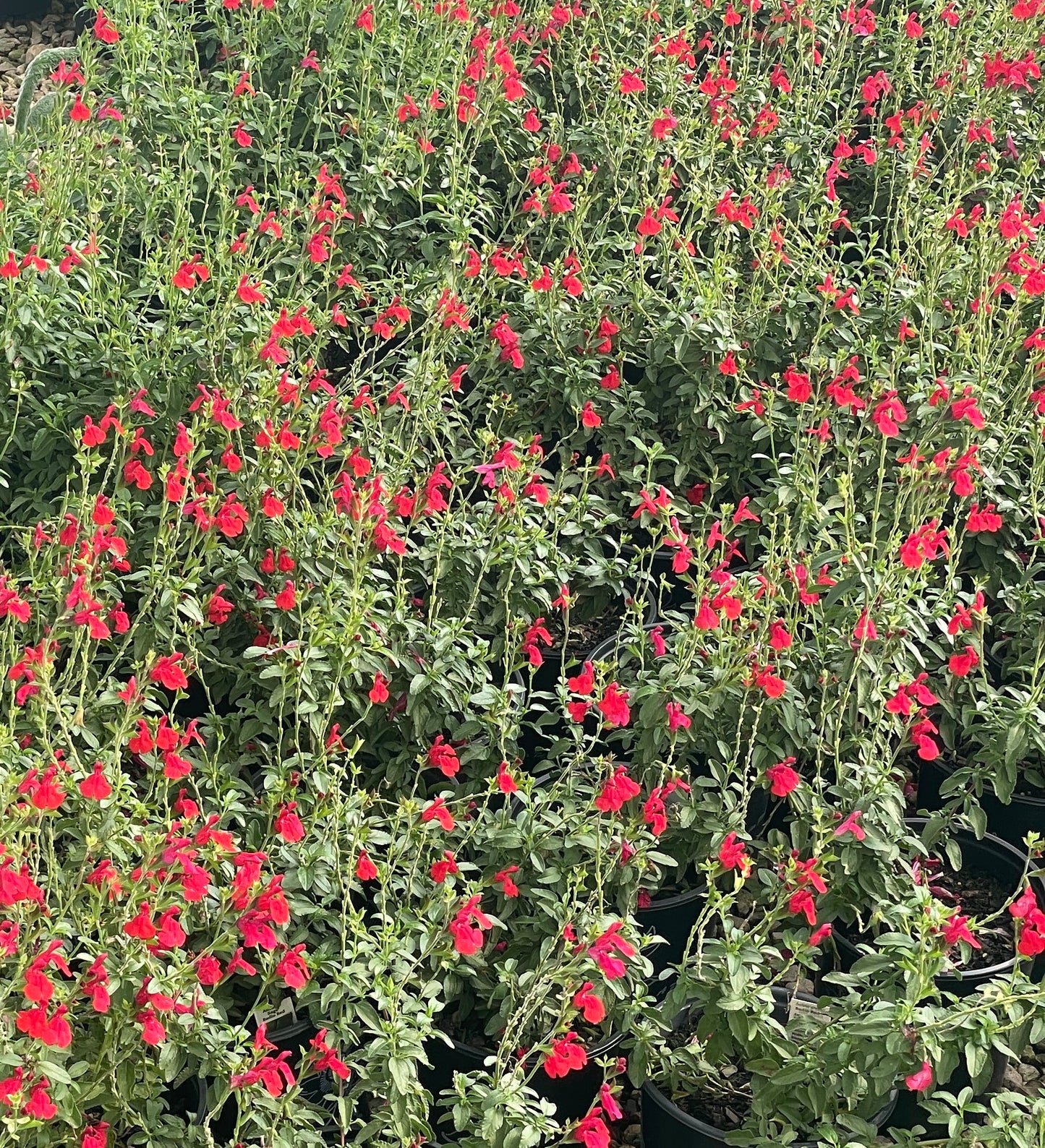 SALVIA GREGGII, RED