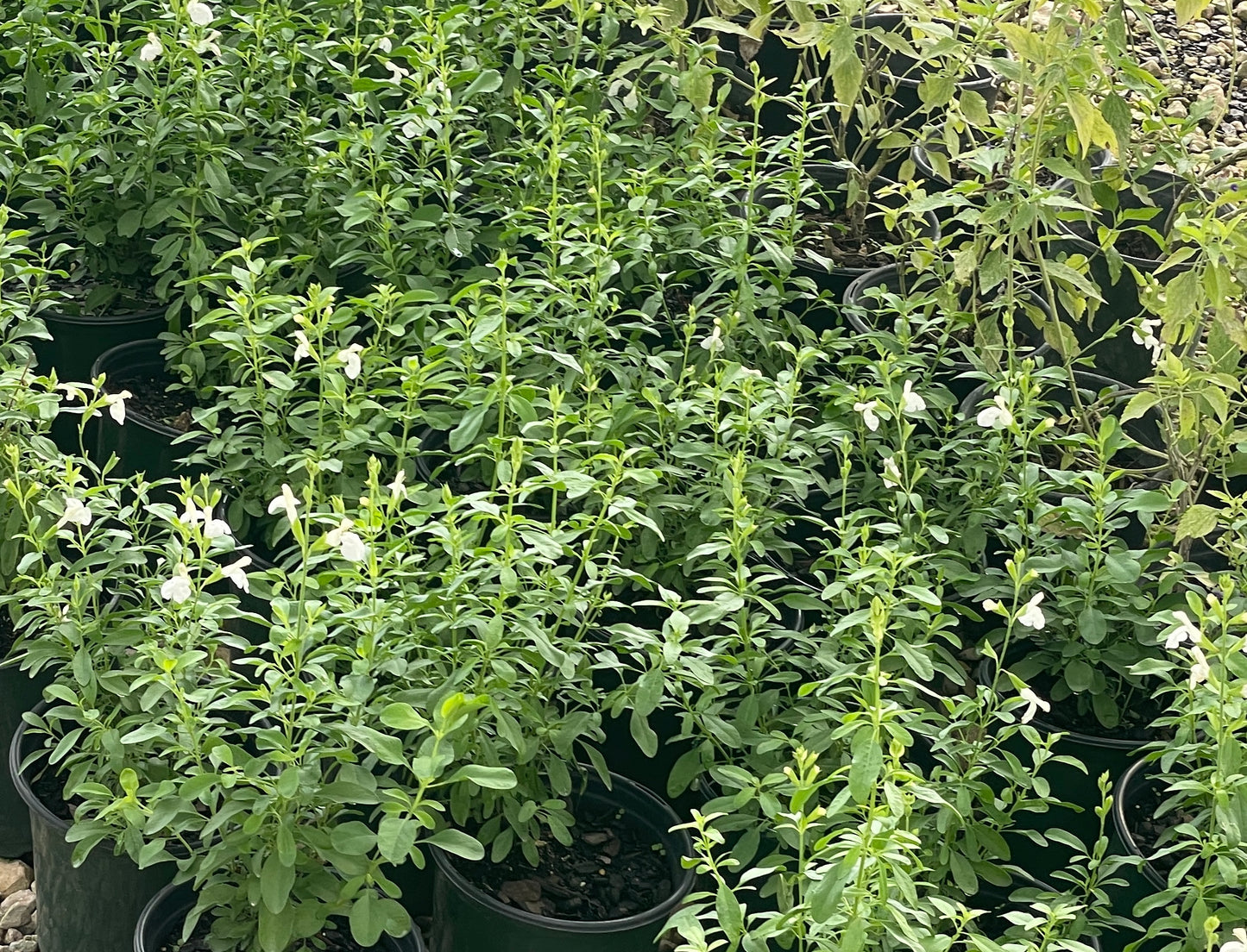 SALVIA GREGGII, WHITE