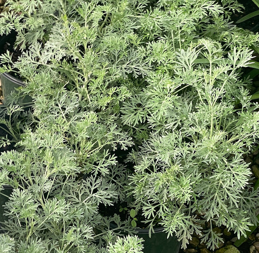 ARTEMESIA 'POWIS CASTLE'