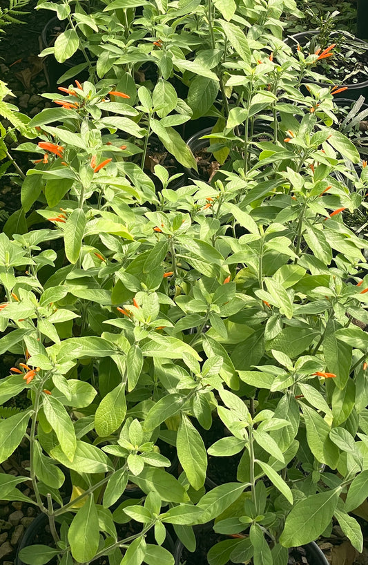 MEXICAN HONEYSUCKLE