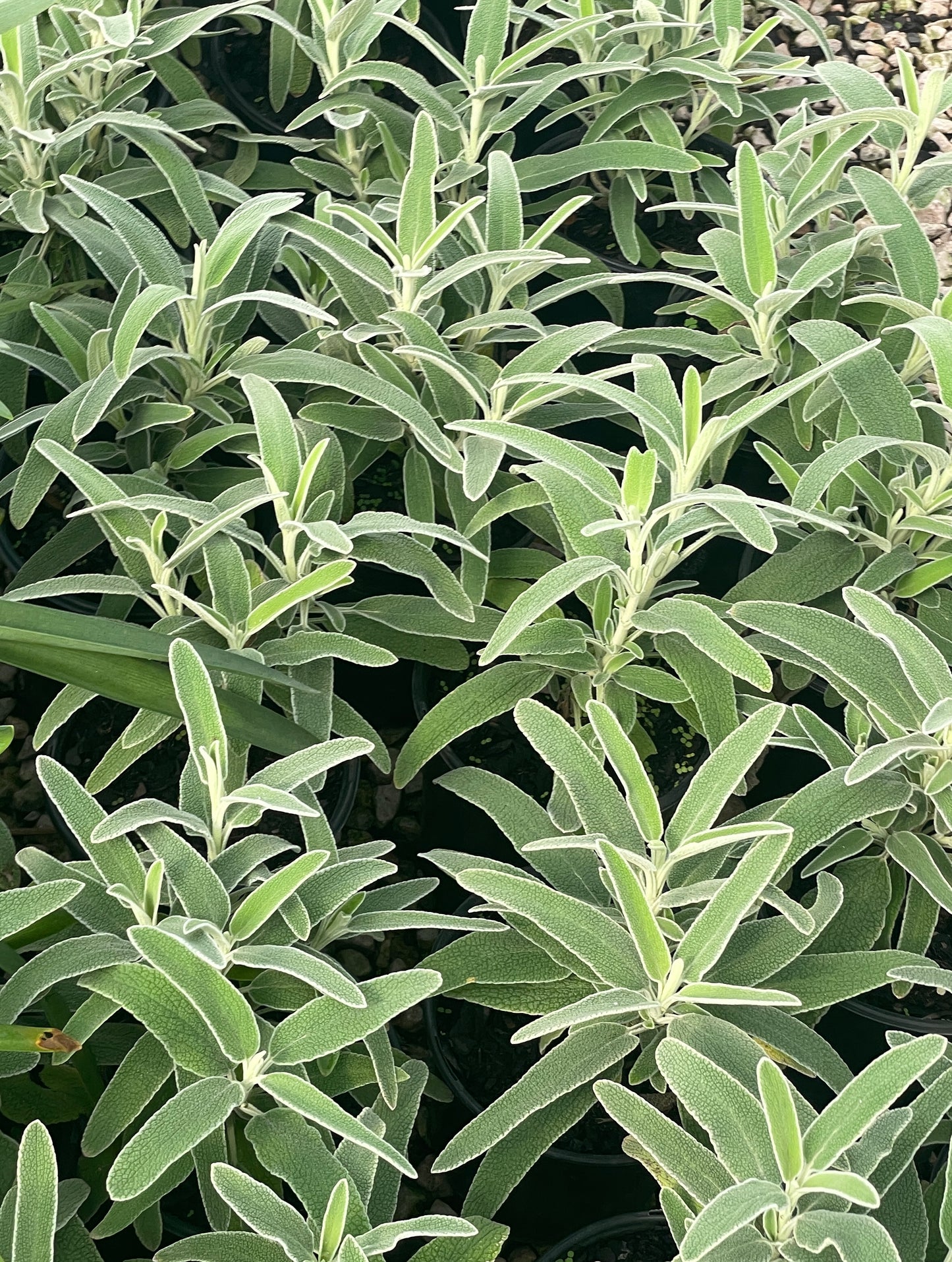 JERUSALEM SAGE