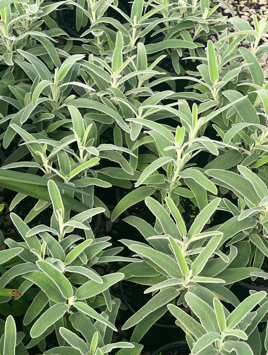 JERUSALEM SAGE