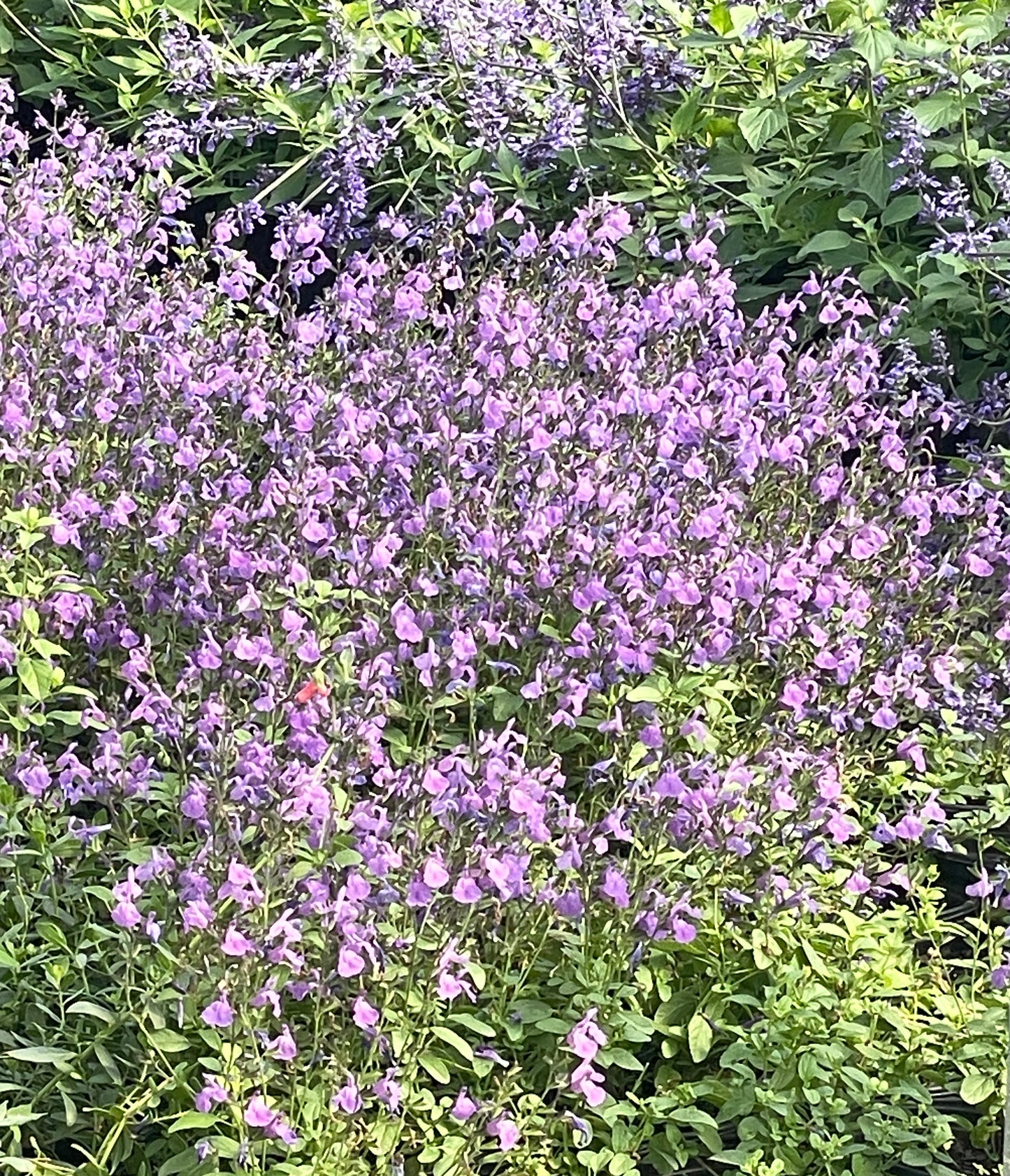 SAGE, NUEVO LEON