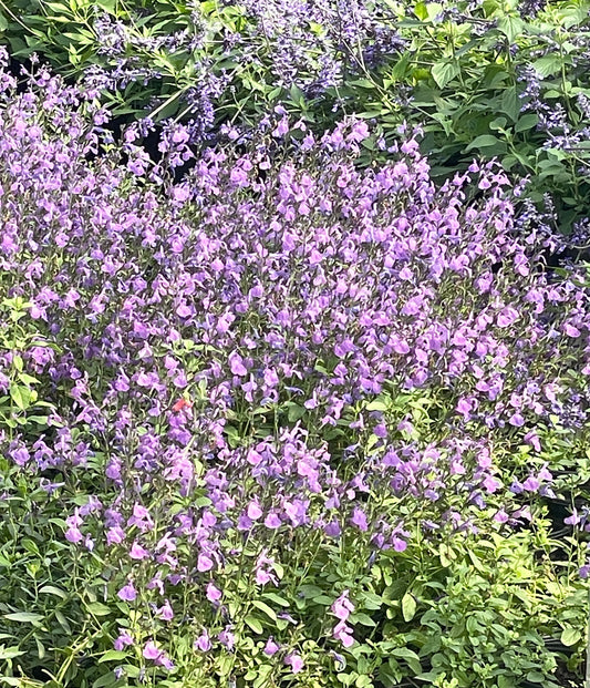 SAGE, NUEVO LEON