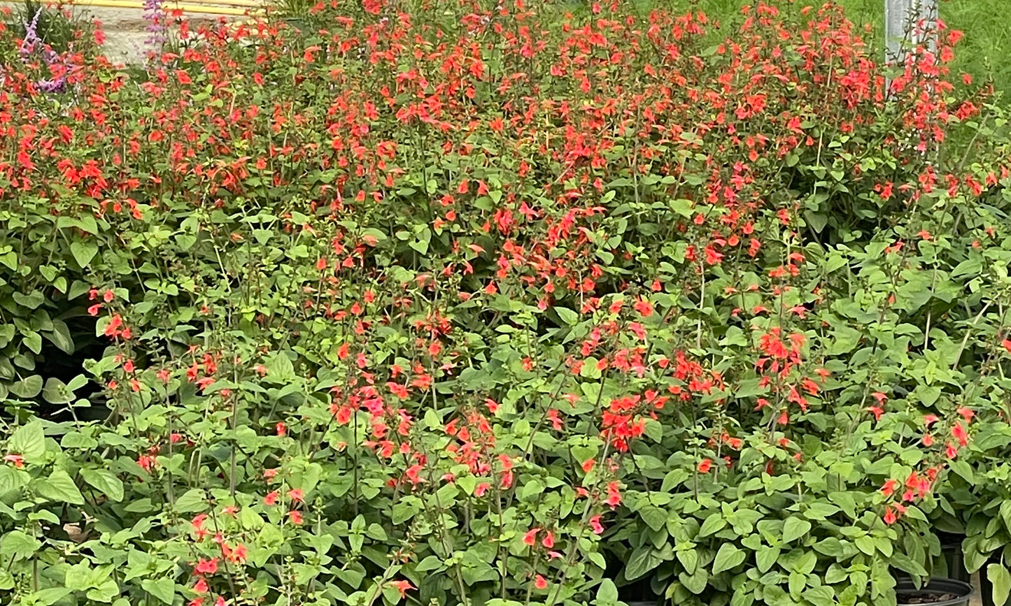 SAGE, TROPICAL RED
